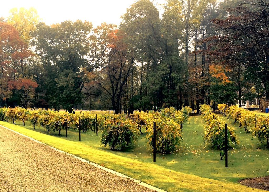 fall-foliage-adams-vineyard-lg1